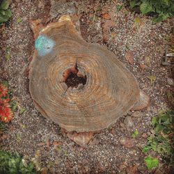 High angle view of tree stump on field