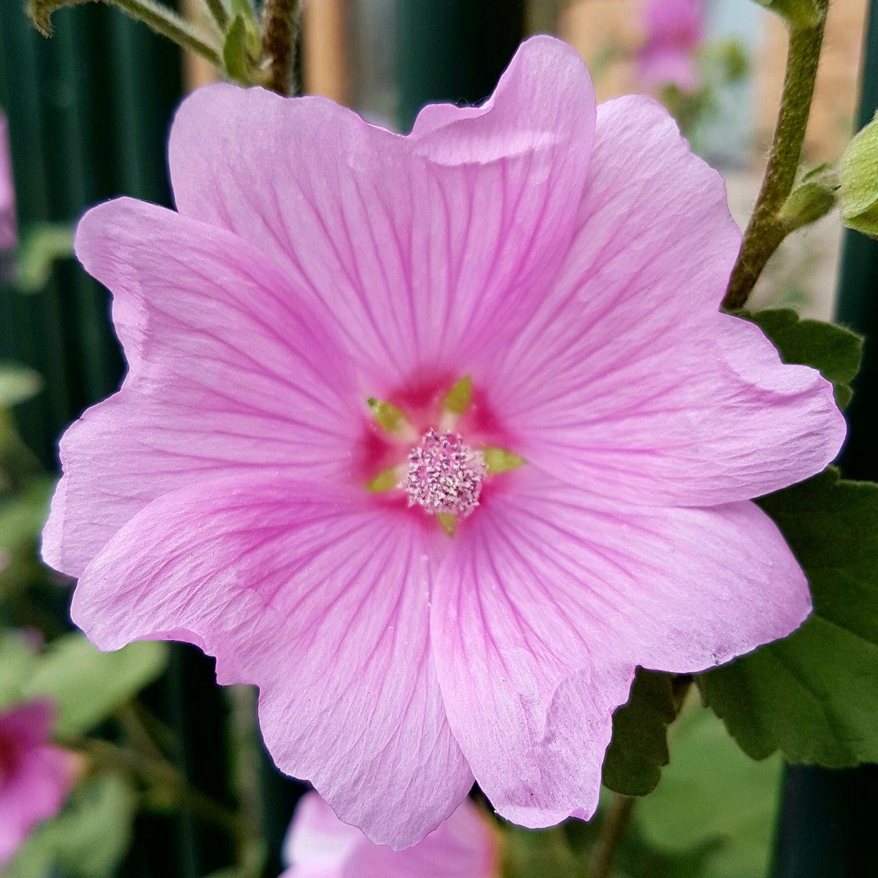 flower, petal, freshness, flower head, fragility, growth, close-up, beauty in nature, pink color, blooming, focus on foreground, single flower, nature, pollen, plant, in bloom, stamen, blossom, park - man made space, day