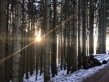 Sunlight streaming through trees in forest during winter