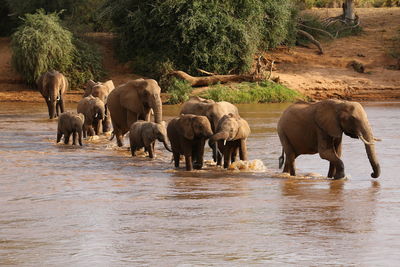 Herd of elephant in the water