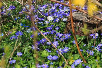 Close-up of insect on purple flowers