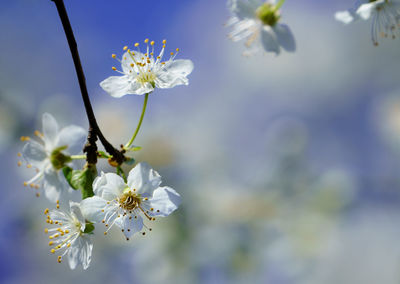 Close-up of white cherry blossoms in spring