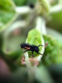 Close-up of insect on leaf