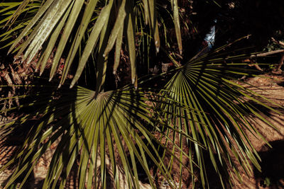 Close-up of palm tree