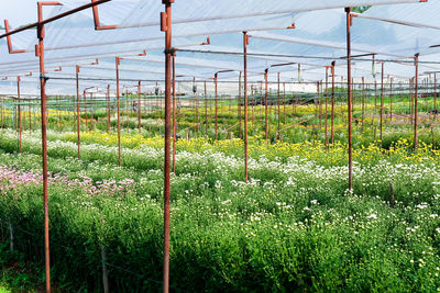 Plants growing in greenhouse