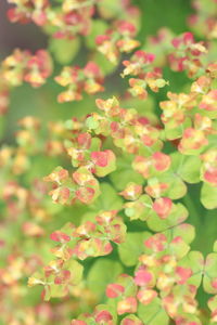 Close-up of pink flowering plants