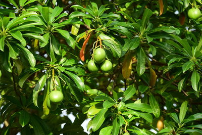 Close-up of fruits growing on tree