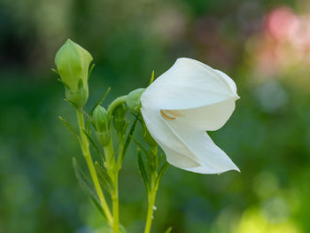 Close-up of white flowering plant