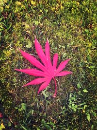 High angle view of pink flower blooming outdoors