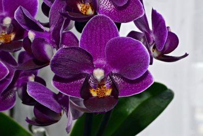 Close-up of purple orchids