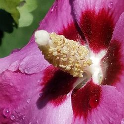 Close-up of water drops on red flower