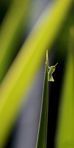 Close-up of plant