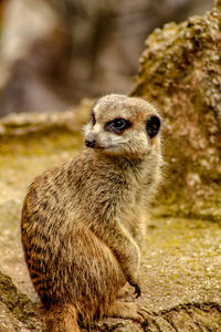 Meerkat sitting on rock