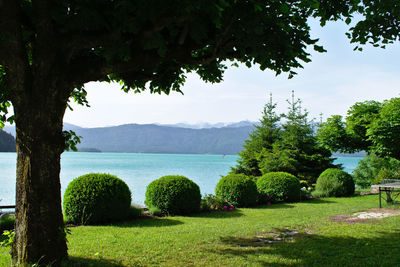 Scenic view of trees against sky