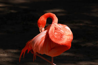 Close-up of a flamingo