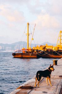 High angle view of dog on boat in sea