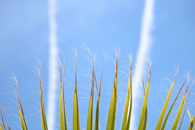 Low angle view of plants against sky