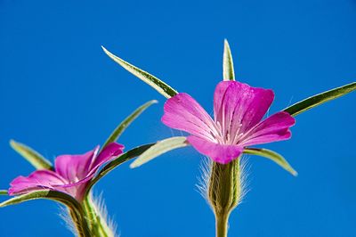 Close-up of pink flower against blue sky