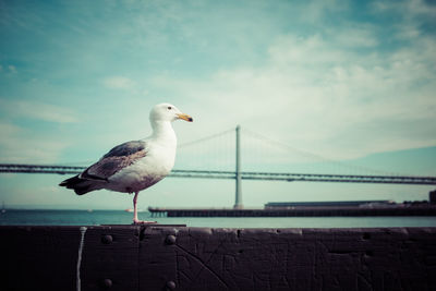 Seagulls perching on wall