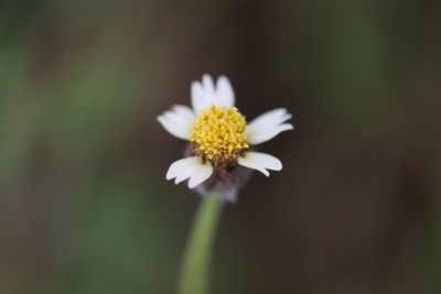 Close-up of white flower blooming outdoors