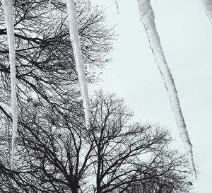 Low angle view of bare tree against sky