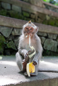 Portrait of monkey eating food