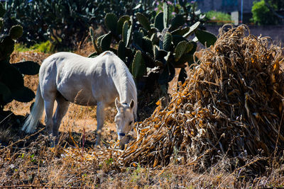 View of horse grazing on field