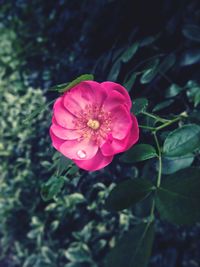 Close-up of pink flower blooming outdoors