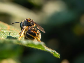 Close-up of bee on leaf