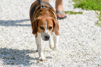 Portrait of dog standing on floor