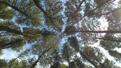 Low angle view of trees in forest