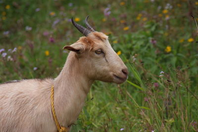 Animal grazing on grassy field