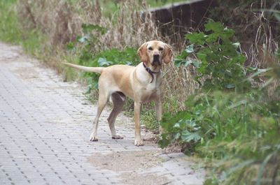 Dog on dirt road