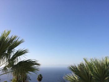 Palm trees against clear blue sky