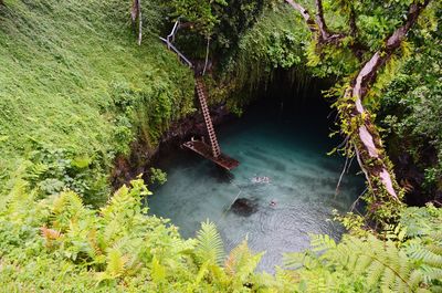 High angle view of river amidst trees in forest