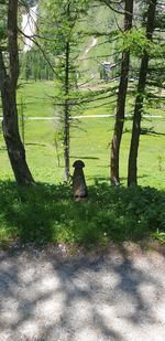 View of a cat sitting on field