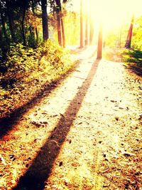 Sun shining through trees
