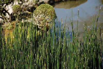 Close-up of plants growing on field