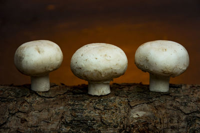 Close-up of mushrooms on a log