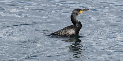 Duck swimming in lake