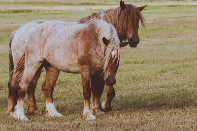 Horse standing on field