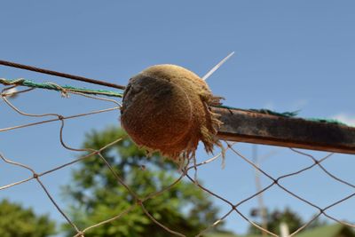 Low angle view of lizard on tree against sky