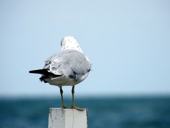 Close-up of seagull perching on rock