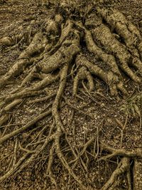 High angle view of tree roots on field