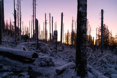 Panoramic shot of trees in forest during sunset