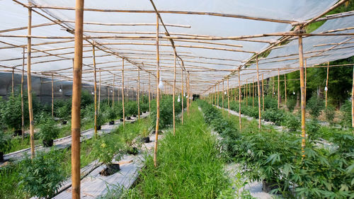 Low angle view of plants