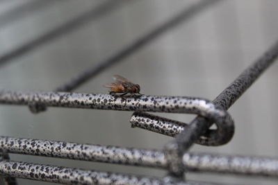 Close-up of insect on metal railing