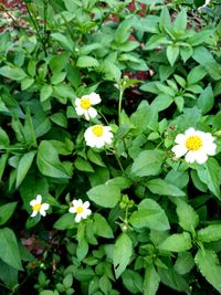 Close-up of white flowering plants