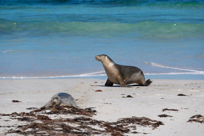 High angle view of sea lion on beach