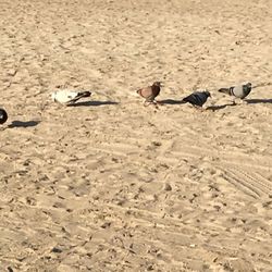 High angle view of pigeons perching on beach
